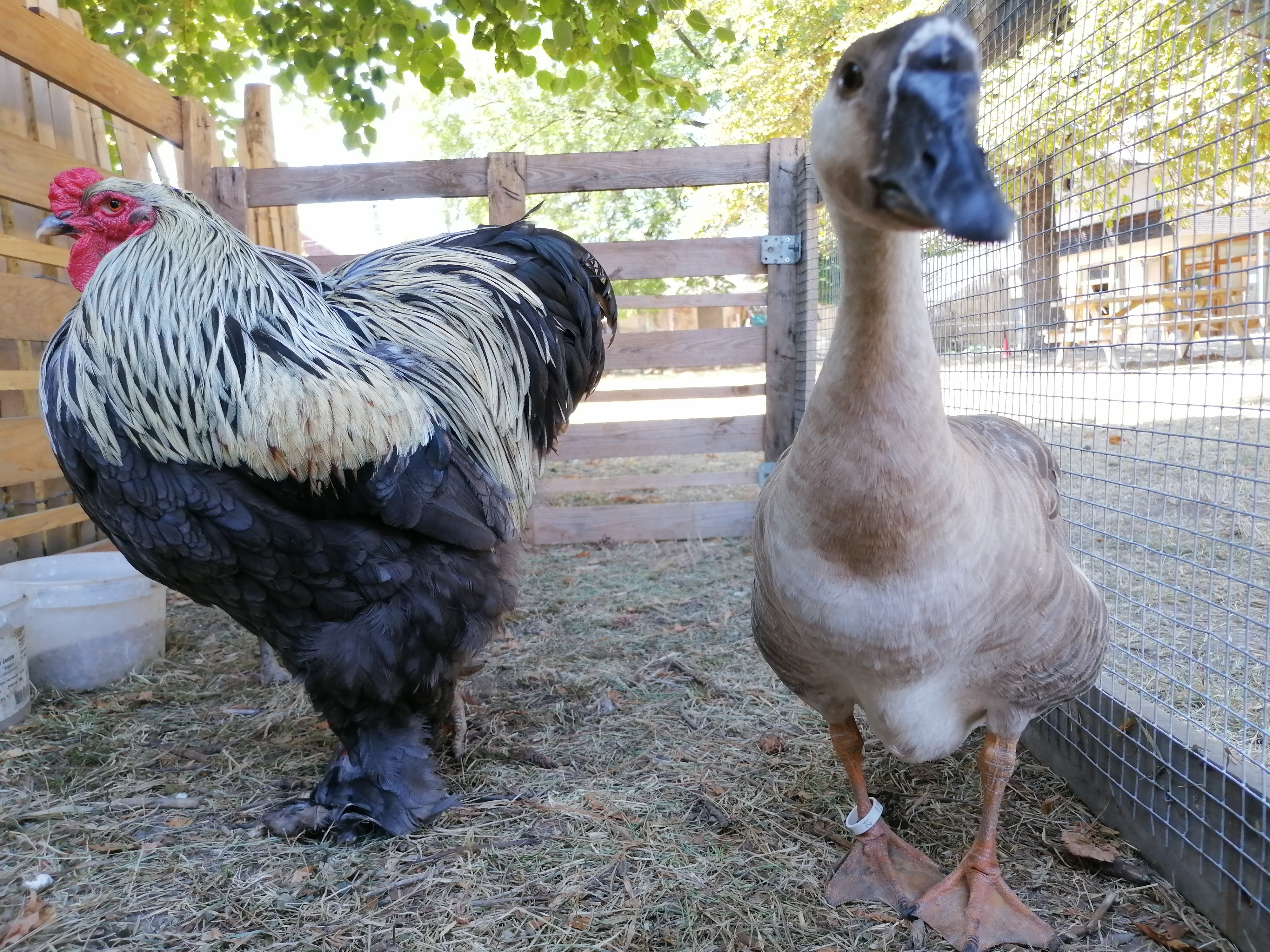 Sidonnie et Goliath