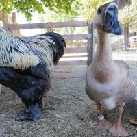 Sidonnie et Goliath