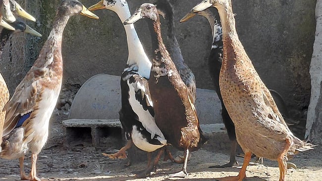 Canard Coureur Indien