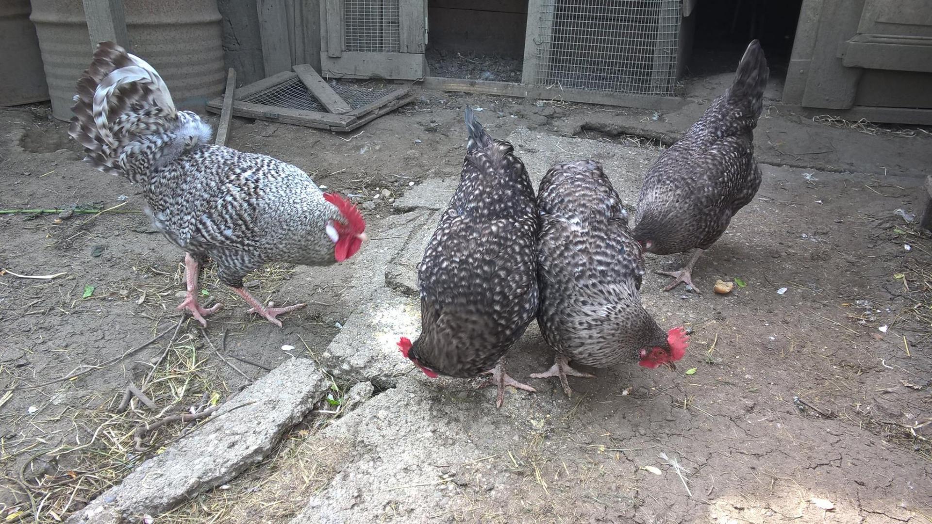 Poules 1