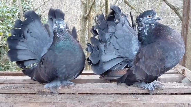 Pigeons Queue de Paon Indien