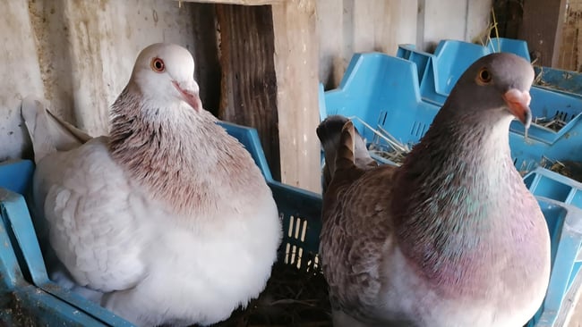 Pigeons Texans